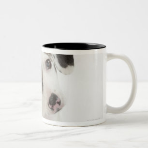 Tasse 2 Couleurs Chiot de femelle de teckel/chiwawa