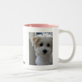 Tasse 2 Couleurs Chiot de Havanese