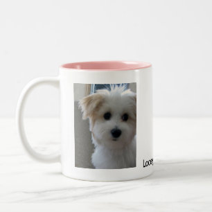 Tasse 2 Couleurs Chiot de Havanese