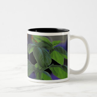 Tasse 2 Couleurs Closeup de Basil frais