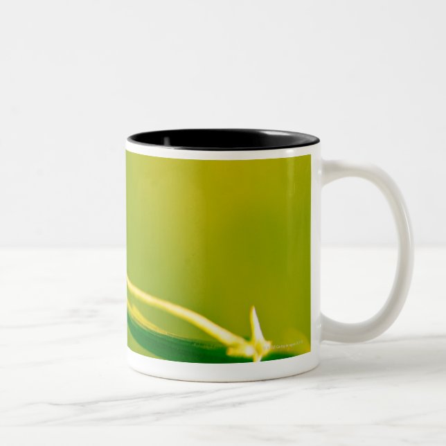 Tasse 2 Couleurs Coccinelle sur le brin (Droit)