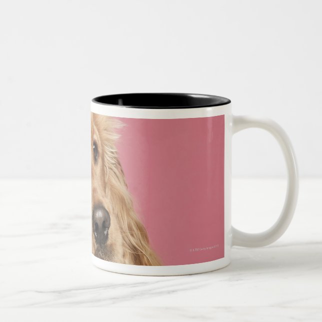 Tasse 2 Couleurs Cocker anglais (10 mois) (Droit)