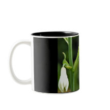 Colibri