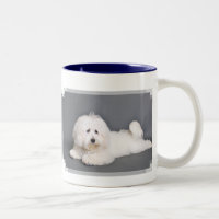 Coton de Tulear - Joci