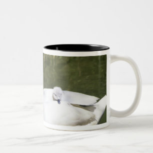 Tasse 2 Couleurs Cygne à cou noir adulte et cygnets dans l'eau.