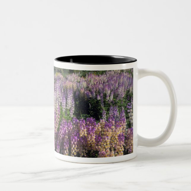 Tasse 2 Couleurs DÉSERT DE JARBIDGE, NEVADA. États-Unis. Lupin éper (Droit)