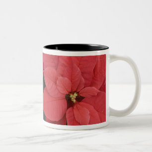 Tasse 2 Couleurs Détail du poinsettia rouge (Euphorbia pulcherrima)