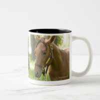 Deux chevaux quarts américains se tenant à l'ombre