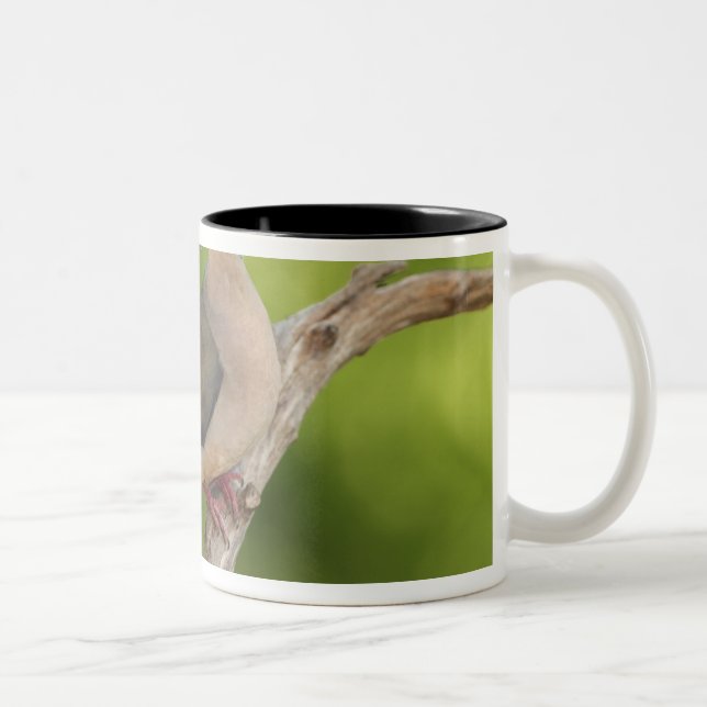 Tasse 2 Couleurs Dove de deuil, Zenaida macroura (Droit)