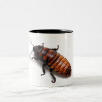 Écrasez le Hisser