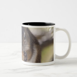 Tasse 2 Couleurs Écureuil mangeant un cône de pin