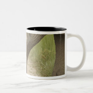 Tasse 2 Couleurs Éléphant indien / asiatique et jeune, Corbett 2