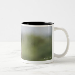 Tasse 2 Couleurs Équitation de babouin de Chacma de bébé (ursinu