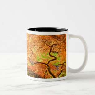 Tasse 2 Couleurs Érable japonais, Wilmington, Delaware, États-Unis