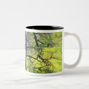Tasse 2 Couleurs États-Unis, Californie, San Diego. Une forêt de ch
