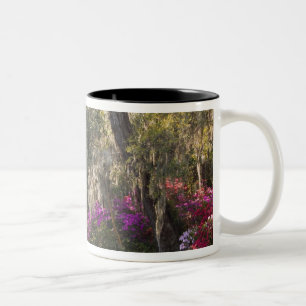 Tasse 2 Couleurs États-Unis, Caroline du Sud, Charleston. Cyprès 2