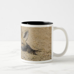 Tasse 2 Couleurs États-Unis, Colorado, Breckenridge. Alerte renard
