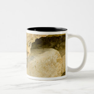 Tasse 2 Couleurs États-Unis, Colorado, Breckenridge. Renard roux cu