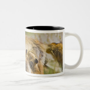 Tasse 2 Couleurs États-Unis, Colorado, Breckenridge. Renard roux mè