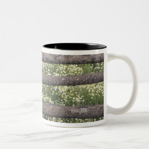 Tasse 2 Couleurs États-Unis, Colorado, Camomille sauvage autour d'u