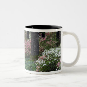 Tasse 2 Couleurs États-Unis, Géorgie, Callaway Gardens. Allée