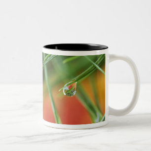 Tasse 2 Couleurs États-Unis, Nord-Est, Aiguilles de pin avec des go