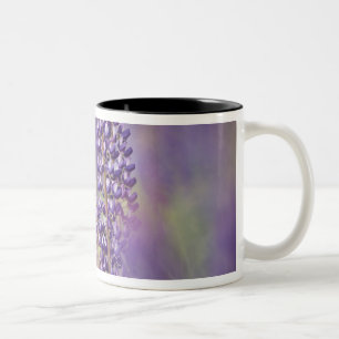 Tasse 2 Couleurs États-Unis, nord-est du Minnesota, près de Silver