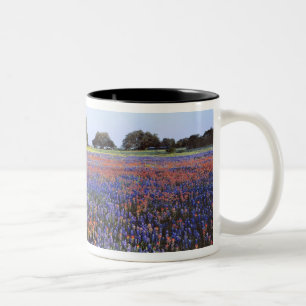 Tasse 2 Couleurs États-Unis, Texas, Llano. Bluebonnets et redbonnet