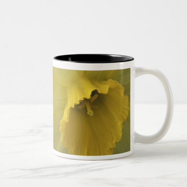 Tasse 2 Couleurs États-Unis, Utah, jonquilles de Cache Valley (Droit)