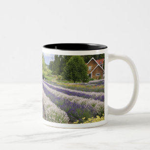 Tasse 2 Couleurs États-Unis, WA, Sequim, Purple Haze Lavender Farm