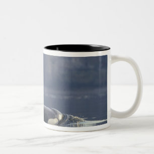 Tasse 2 Couleurs femelle adulte Orca Whale Orcinus Orca), Puget