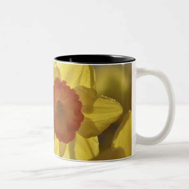 Tasse 2 Couleurs Fermez-vous de jonquille jaune/orange (Droit)