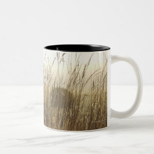 Tasse 2 Couleurs Fermez-vous de la photographie de blé