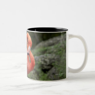 Tasse 2 Couleurs Flamant rose rose