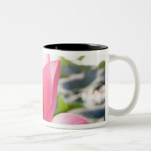 Tasse 2 Couleurs Fleur de lotus [Nelumbo speciosum] en pleine