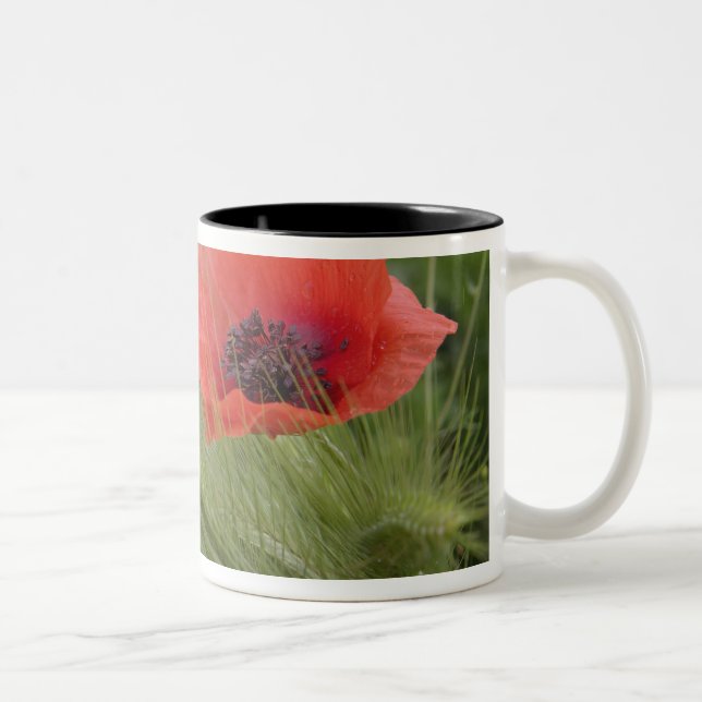 Tasse 2 Couleurs Fleur de pavot rouge, Toscane, Italie (Droit)