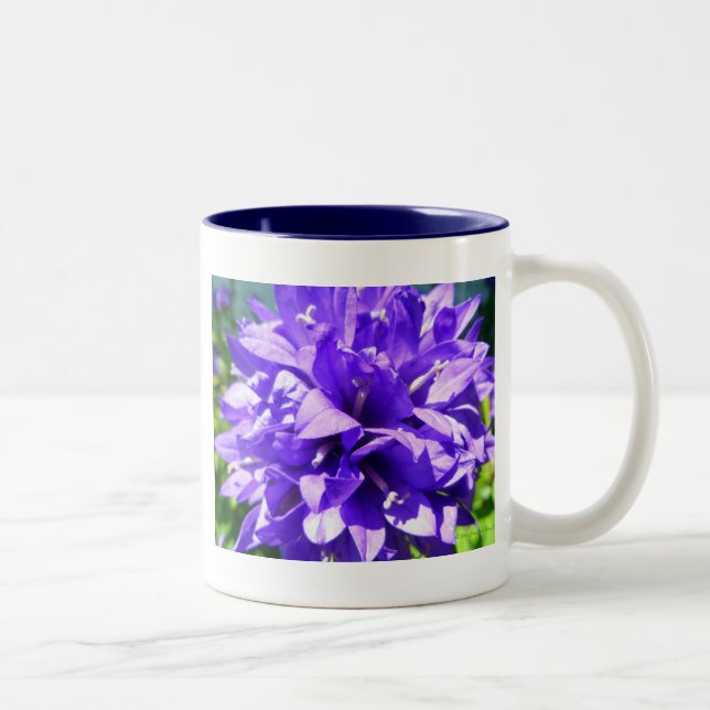 Tasse 2 Couleurs Fleur en grappe (Campanula glomerata Superba) (Droit)