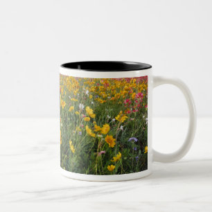 Tasse 2 Couleurs fleurs sauvages de la route au Texas, printemps