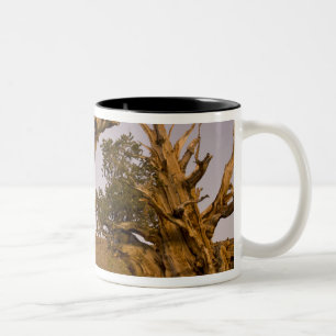 Tasse 2 Couleurs Forêt ancienne de Bristlecone, montagnes blanches,