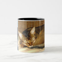 Fourrure vermeille de chat abyssinien
