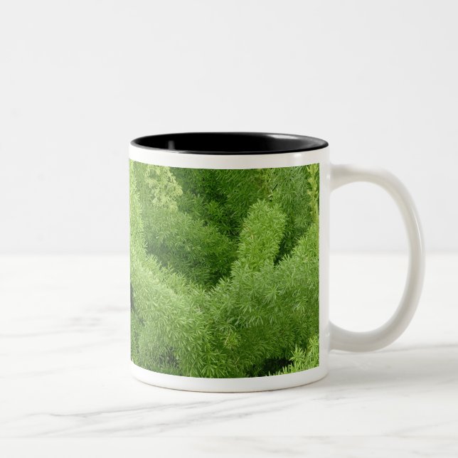 Tasse 2 Couleurs Foxtail Fern, Asparagus densiflorus myers (Droit)