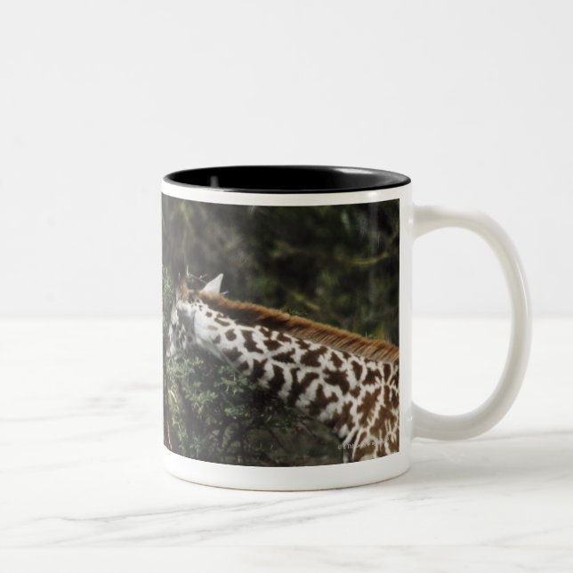 Tasse 2 Couleurs Girafes alimentant sur la branche d'acacia, (Droit)
