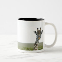 Girafes au Kenya, Afrique 2
