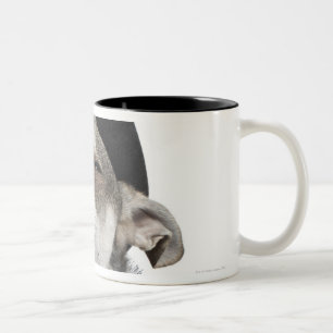 Tasse 2 Couleurs Grand-angulaire d'un chiwawa avec le sien observe