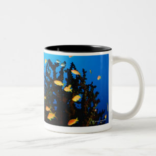 Tasse 2 Couleurs Grand groupe de natation de poissons de Goldie de