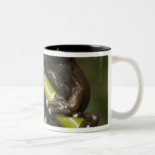 Tasse 2 Couleurs Grenouille arboricole captive de Tapichalaca Hylos