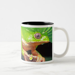 Tasse 2 Couleurs Grenouille arboricole singe bicolore, Phyllomedusa
