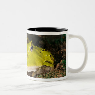 Tasse 2 Couleurs Grenouille cornu du Brésil, Ceratophrys cornuta, 2