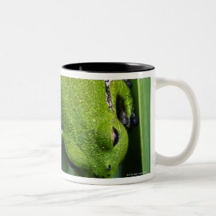 Tasse 2 Couleurs Grenouille d'arbre d'écorcement (gratiosa de hyla