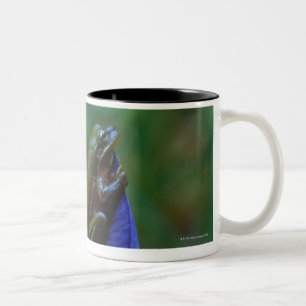 Tasse 2 Couleurs Grenouille d'arbre verte sur l'iris